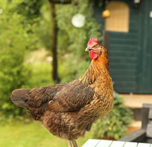 backyard chickens in pa