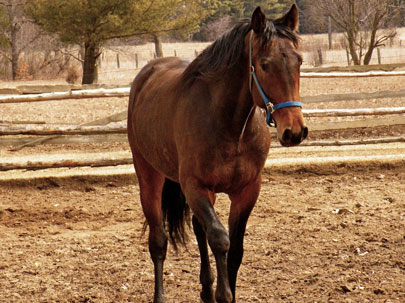 horse photo